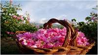 تقدیر و تشکرخانواده بیمار خانم سالاراز بخش آنکولوژی